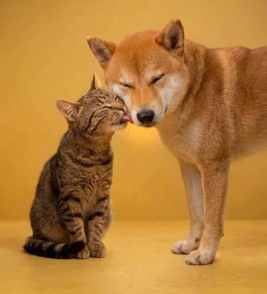 Doge affectionately nuzzling Cate against a warm gold backdrop